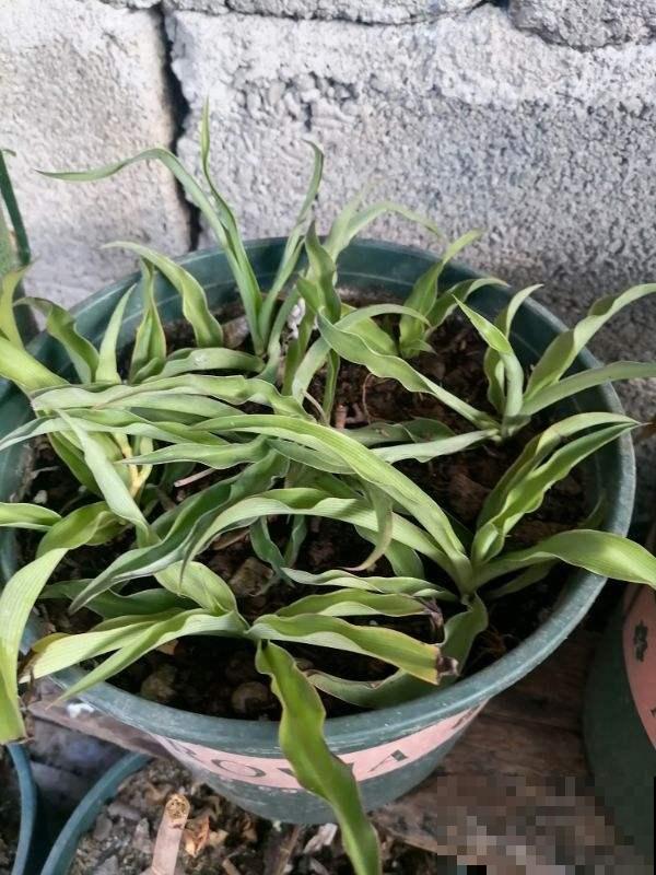 家里这盆花太烦人，掉下叶子就长出新苗，怎么养都养不死