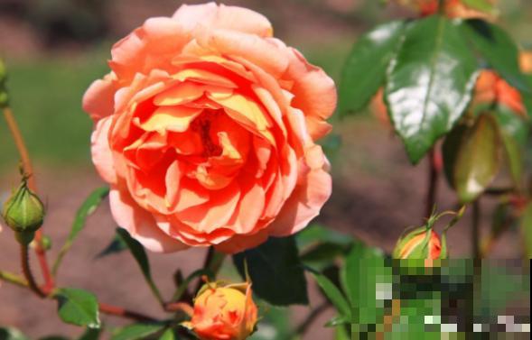 阳台养花,就选这5种,一年四季繁花如春! 阳台养花,就选这5种,一年四季繁花如春!