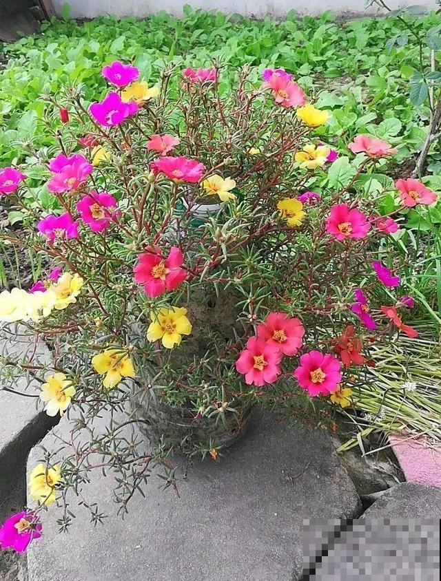 塑料瓶、油桶,养花做造型,真是绝了! 塑料瓶、油桶,养花做造型,真是绝了!