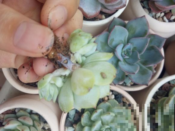 5种多肉夏必死，赶紧移到阴凉地，越晒死得越快！