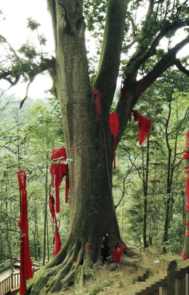 中国8大古树，历经千年不倒，最老一棵4000岁！