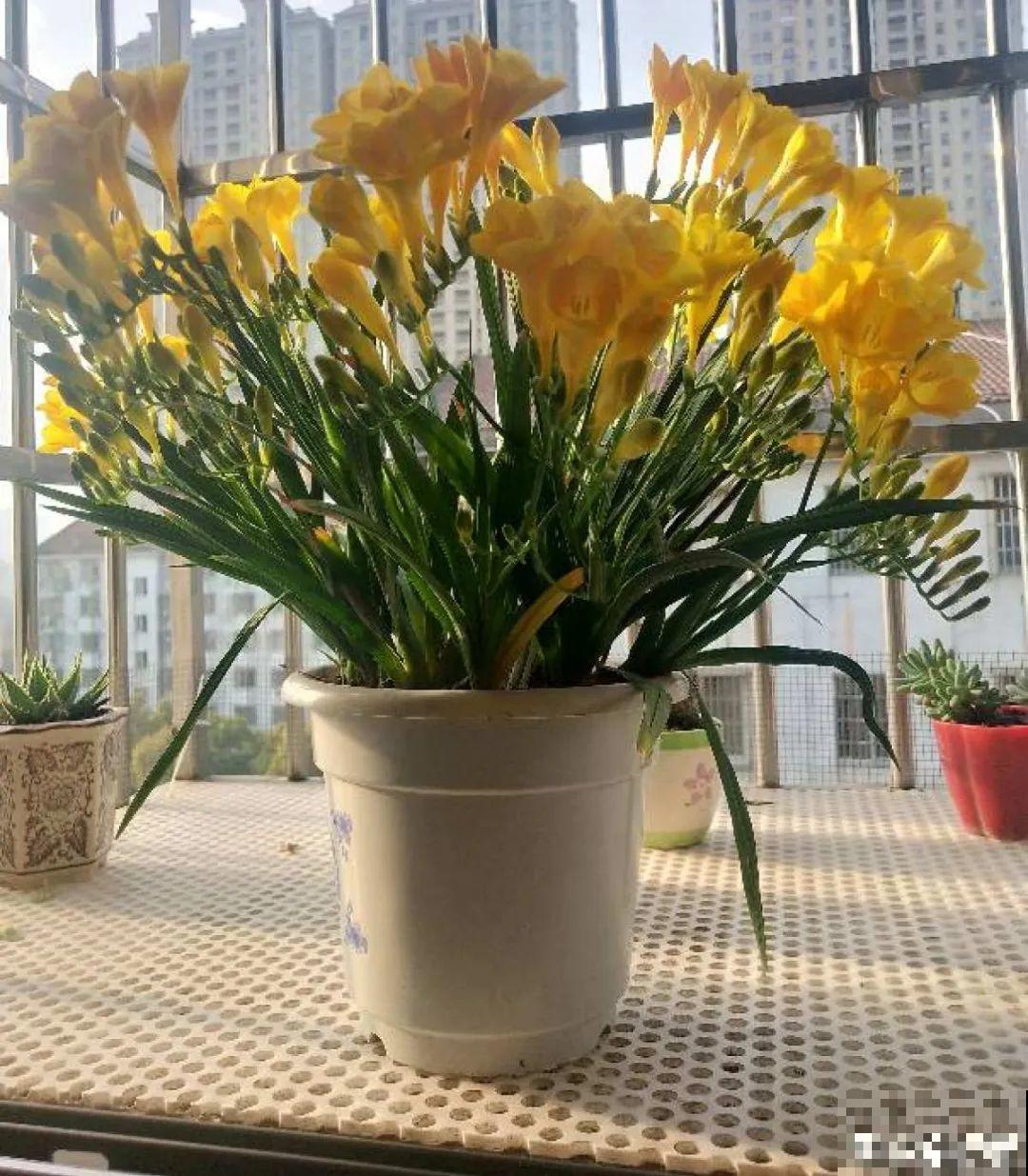 没开花之前像野草,开花之后美翻天,满屋子都是香味 没开花之前像野草,开花之后美翻天,满屋子都是香味