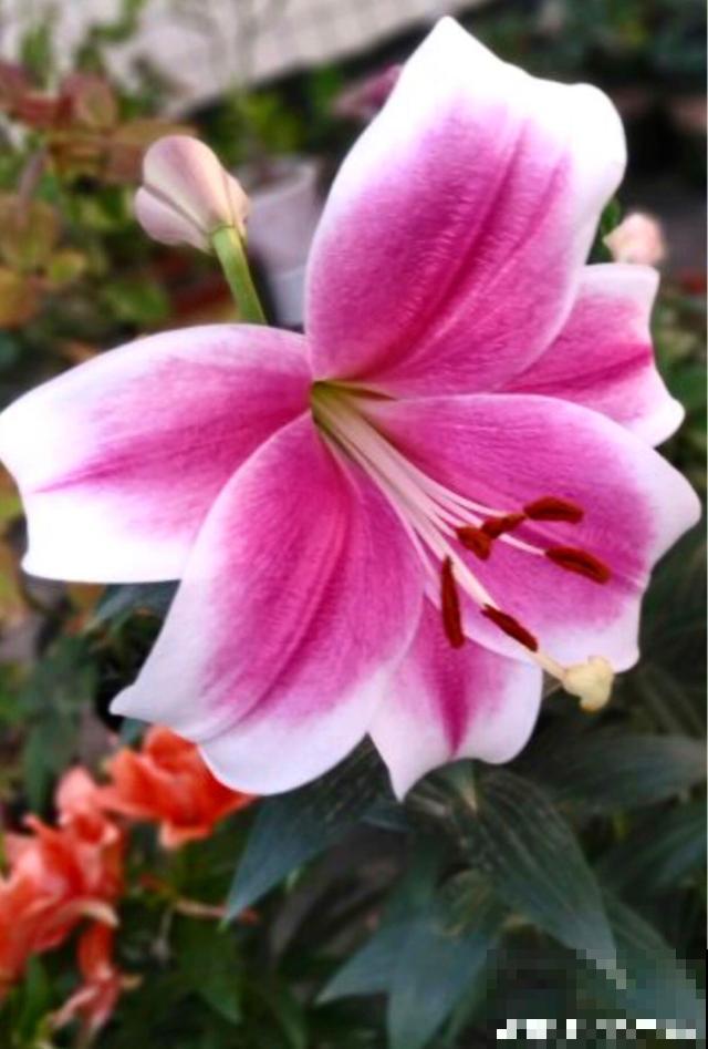 百合花品种那么多,这些中国原生百合,你见过几种? 百合花品种那么多,这些中国原生百合,你见过几种?