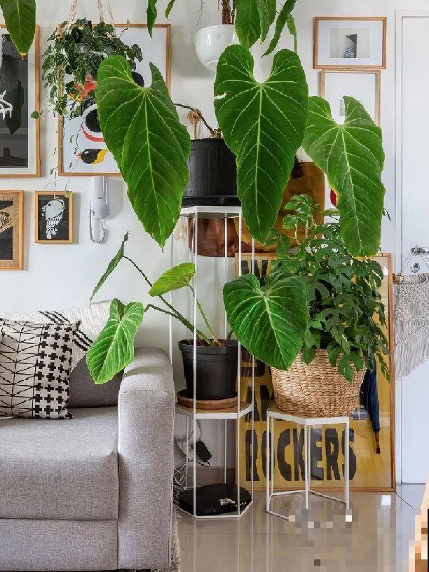 特干净的10种花,天热养一盆,家里特凉快! 特干净的10种花,天热养一盆,家里特凉快!