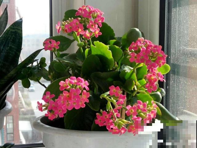 养花走火入魔，是种怎样的体验？