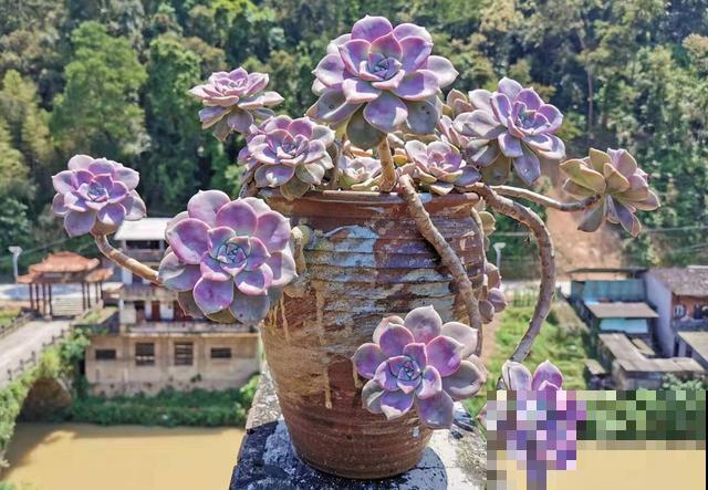 这种多肉太好养，夏天不遮阳、不挡雨，照样蹭蹭长！
