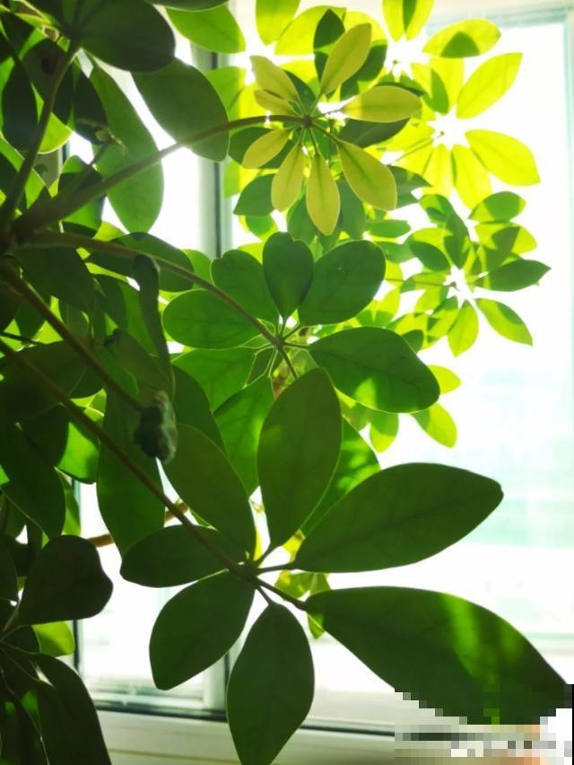 夏天花会休眠,别施肥,否则都毒死了 夏天花会休眠,别施肥,否则都毒死了