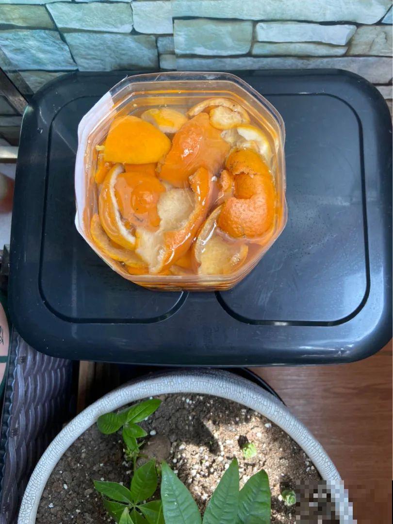 茉莉花后赶紧剪,剪完就开花,一直剪一直开! 茉莉花后赶紧剪,剪完就开花,一直剪一直开!