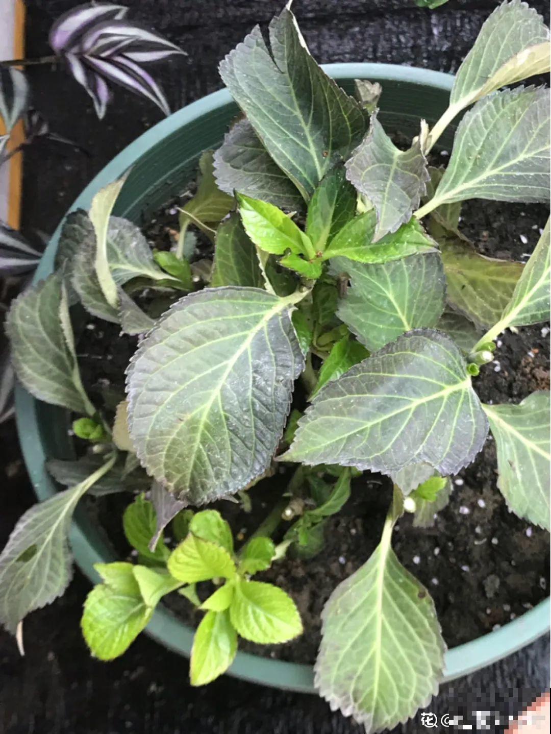 绣球马上剪，下个月就晚了，错过明年不开花