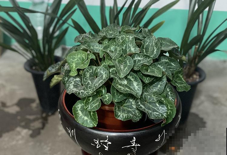 家里这种花，夏天死得最快，别再乱浇水了！