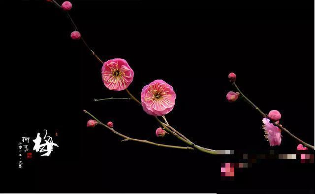 30首与花有关的老歌，满满的回忆，每一首都很经典！