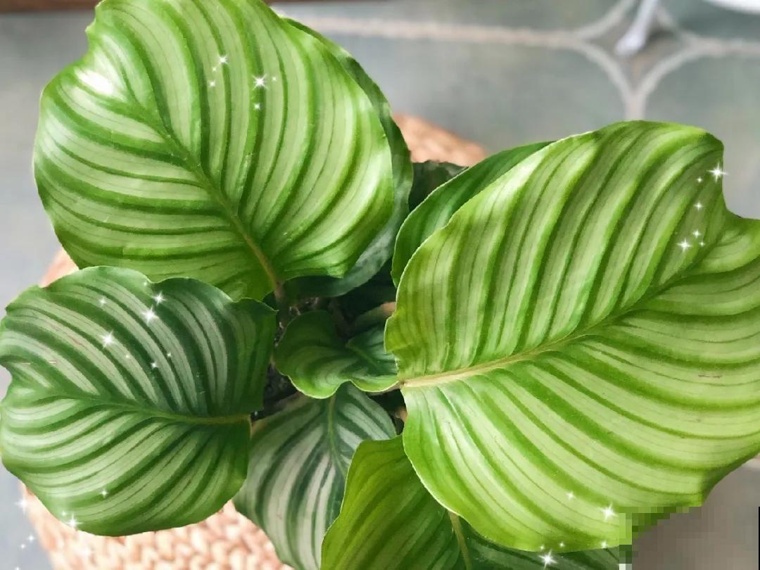 花养得好,别嘚瑟,小心被伸手党给薅走了! 花养得好,别嘚瑟,小心被伸手党给薅走了!