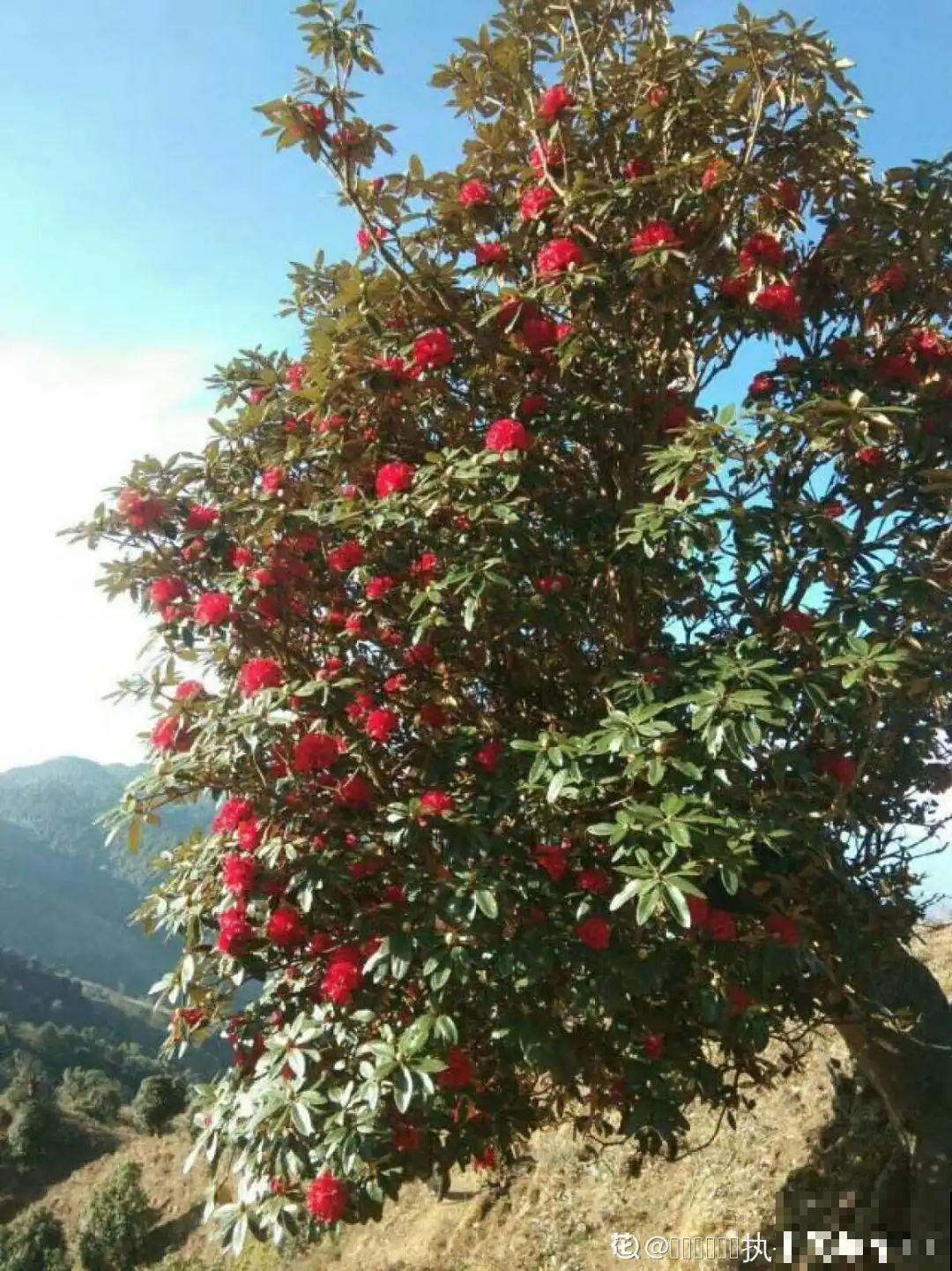 门口养棵大花树,风吹就开花,20年变成传家宝! 门口养棵大花树,风吹就开花,20年变成传家宝!