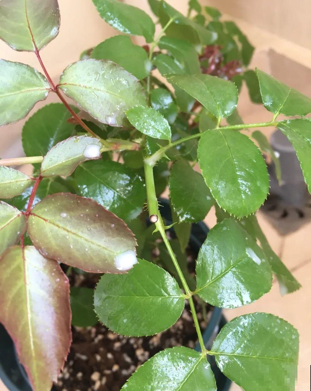 自制杀菌水、杀虫水，3天给花喷一次，虫病全扫光！