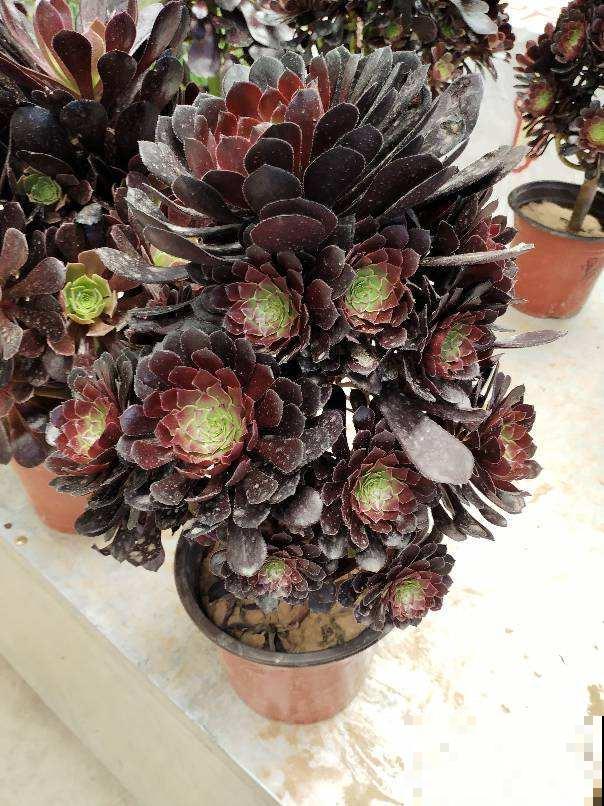 邻居养的多肉长成小树，价格翻倍，谁见了都喜欢