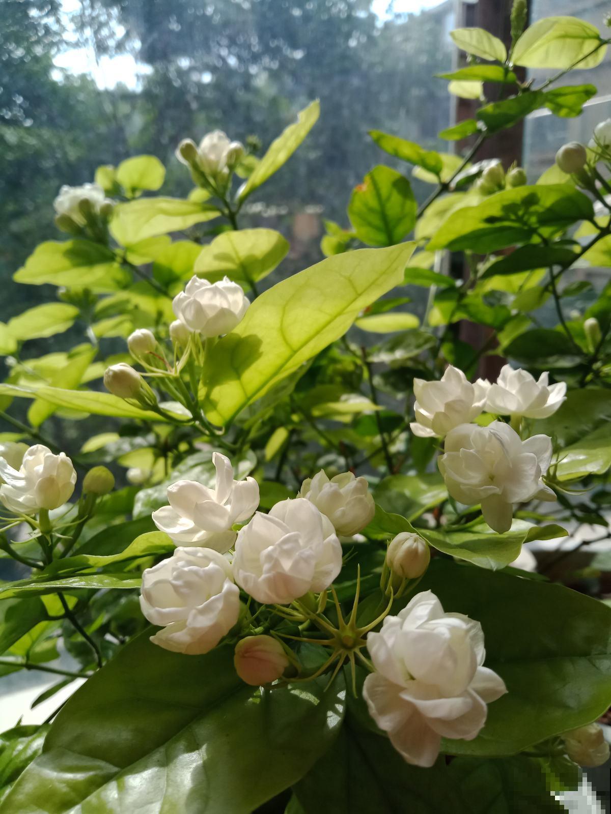 芒种时节是个分水岭，不好好注意技巧，养多少死多少！