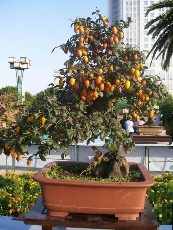 极品水果盆景,黄澄澄的果子挂满枝,太诱人了! 极品水果盆景,黄澄澄的果子挂满枝,太诱人了!