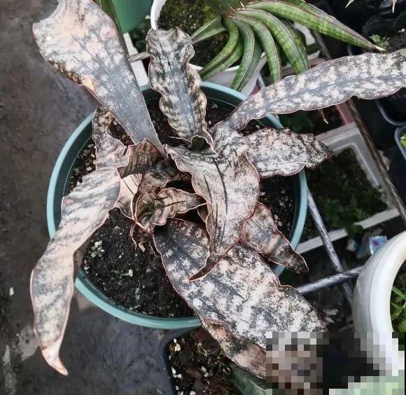 家里的花长出这种叶，千万保护好，特别值钱！