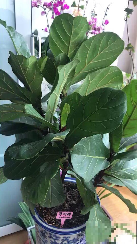 爆火的网红花，养护有难度，学会这6点才能养好