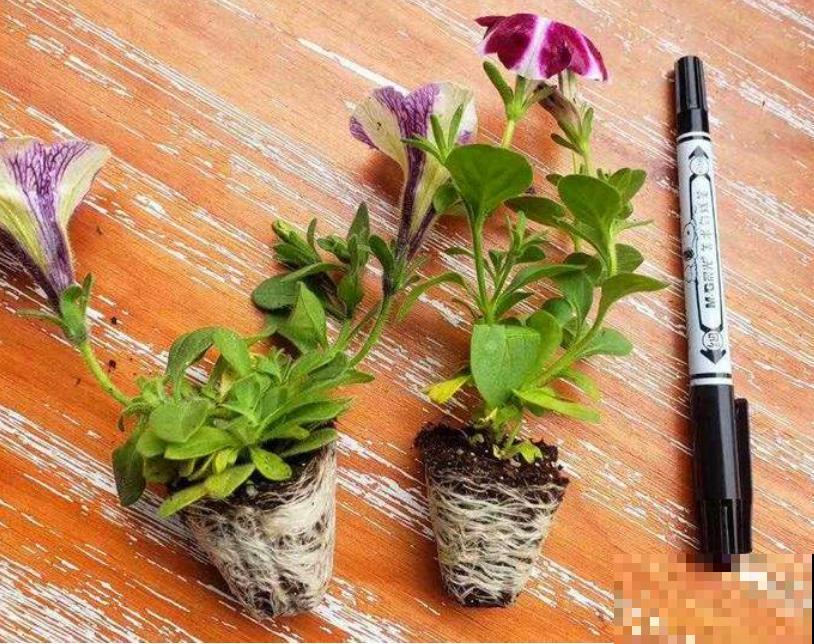 矮牵牛开花后别急着剪，过一阵收获小种子，存起来随时种！