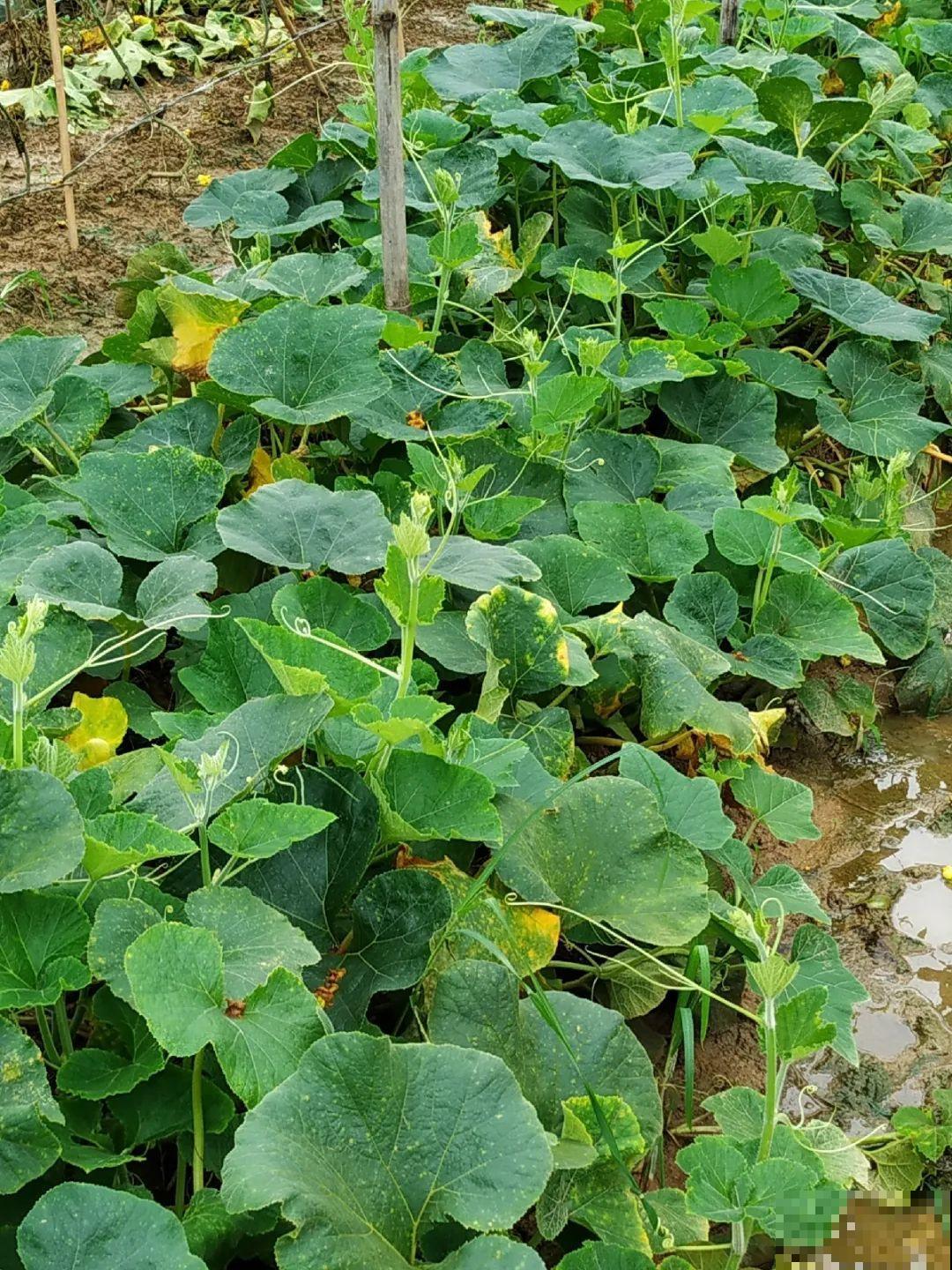 9种花可以预测天气，一开花就说明要下雨了！