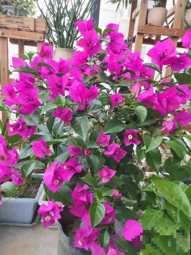 三角梅要想养成大花树，记住一个“旱”字，呼呼开花不停