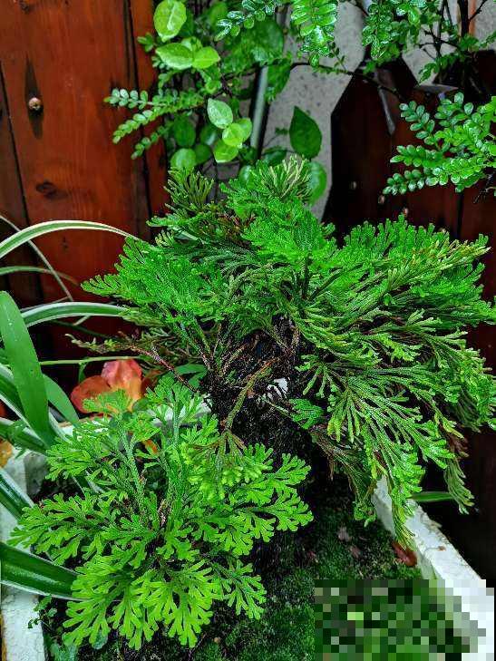 端午节的民俗,你知道哪些? 端午节的民俗,你知道哪些?