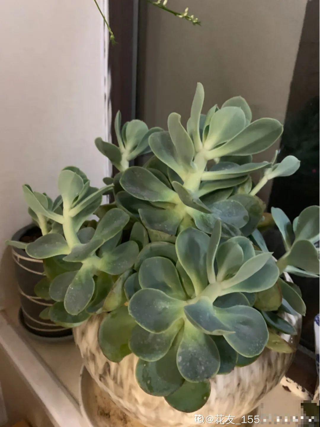 夏天养花,这个地方千万别摆,否则3天死翘翘! 夏天养花,这个地方千万别摆,否则3天死翘翘!