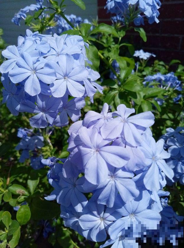 养花就是养心,喜欢什么花就是什么样的人,太准了! 养花就是养心,喜欢什么花就是什么样的人,太准了!