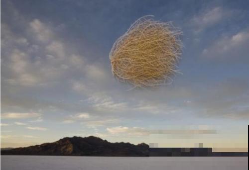 16个植物冷知识,第一次听说,太神奇了! 16个植物冷知识,第一次听说,太神奇了!