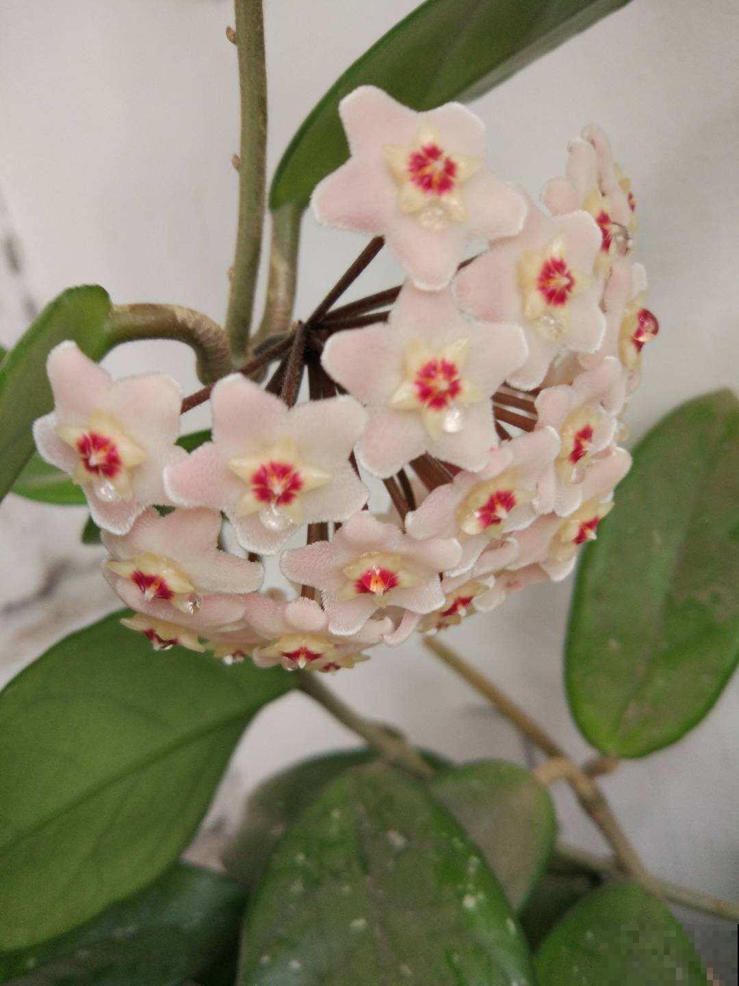 防盗窗上养这2种花，夏天遮阴又降温，开花还特漂亮