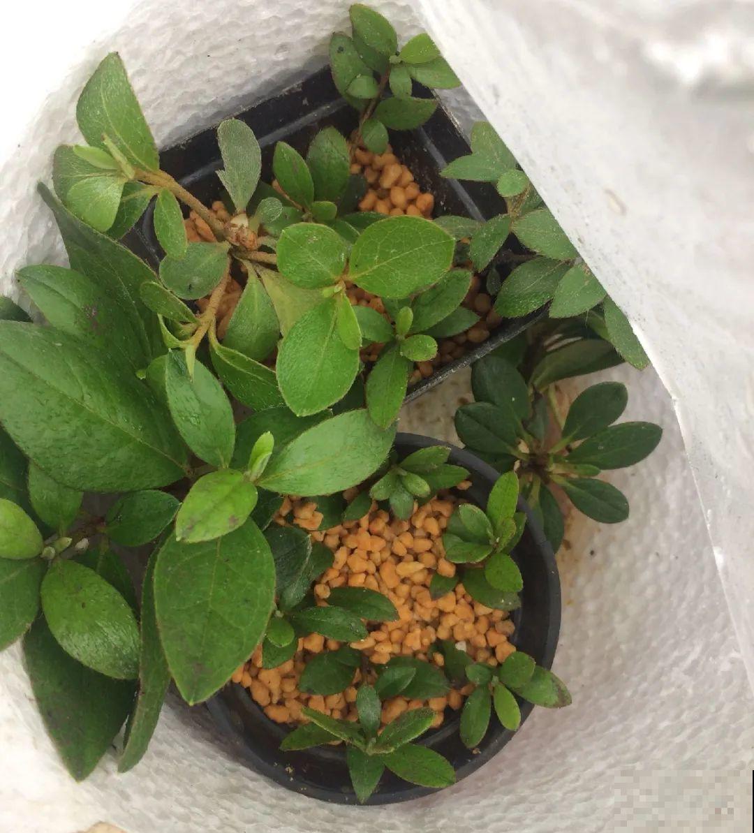 3种花，下雨天扦插，生根快、不黑杆！