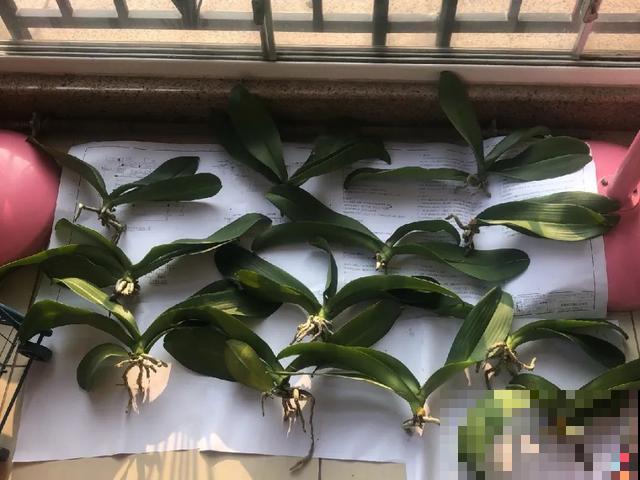 夏天潮湿闷热，一不小心花就烂根，看准时机砍掉，照样长出新叶子