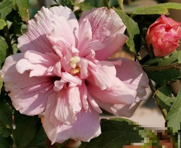 路边的木槿花开了,老人摘了一大筐,上锅蒸比肉还香! 路边的木槿花开了,老人摘了一大筐,上锅蒸比肉还香!