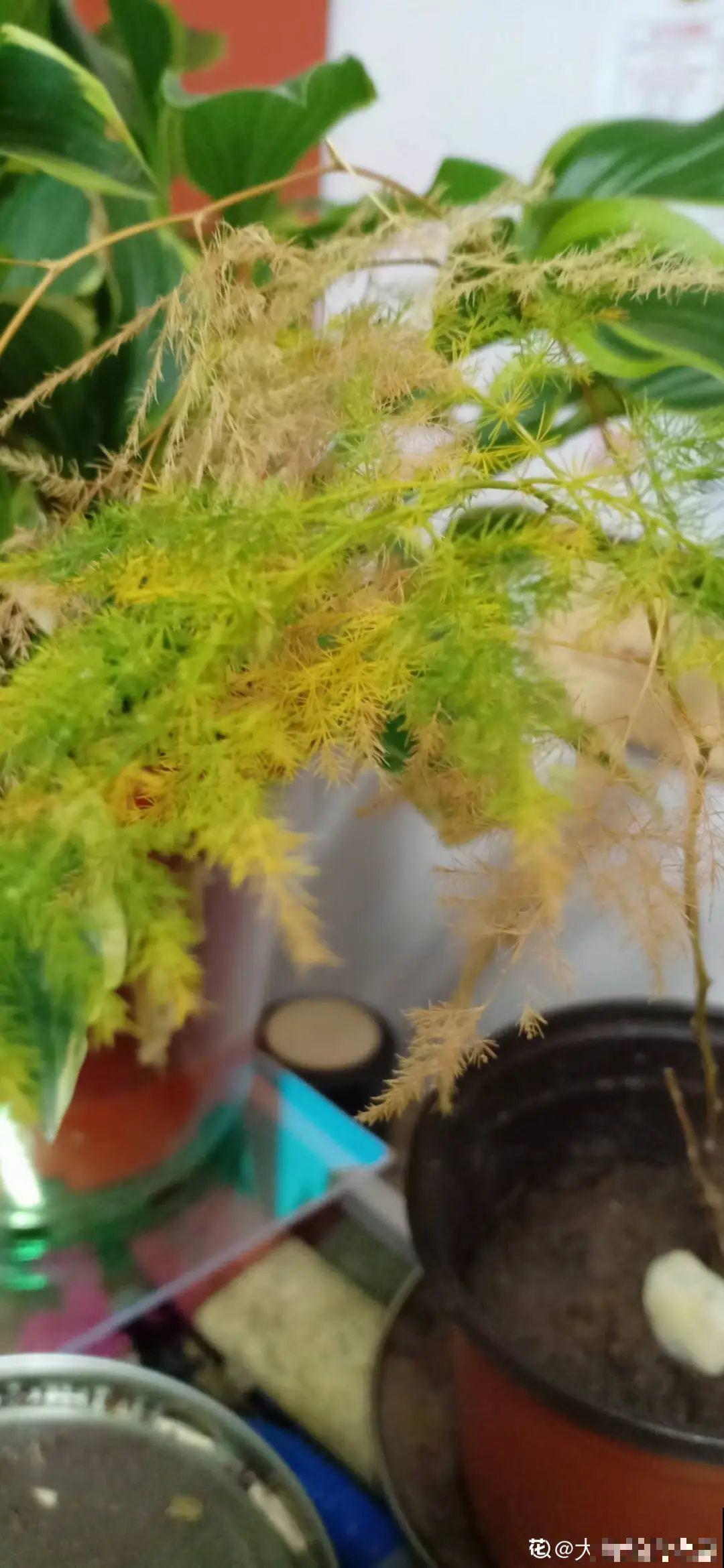 夏天到了，这10种花不能晒，否则干枯黄叶死翘翘