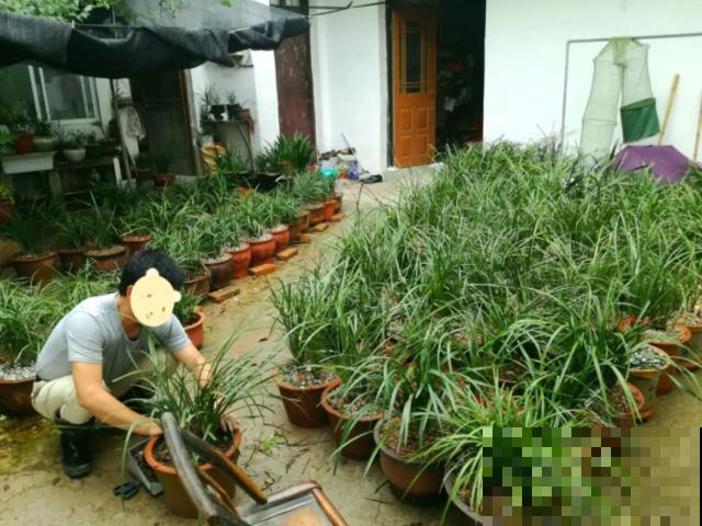 偷花贼太可恶，家门口的花，两个人都抬不动，结果连夜被端走！