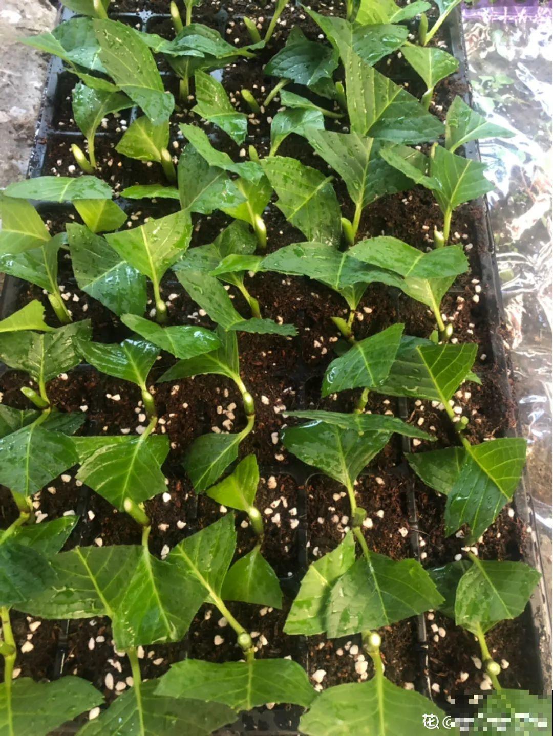 3种花掐个枝就能养，一周内就生根，省下一大笔买花钱