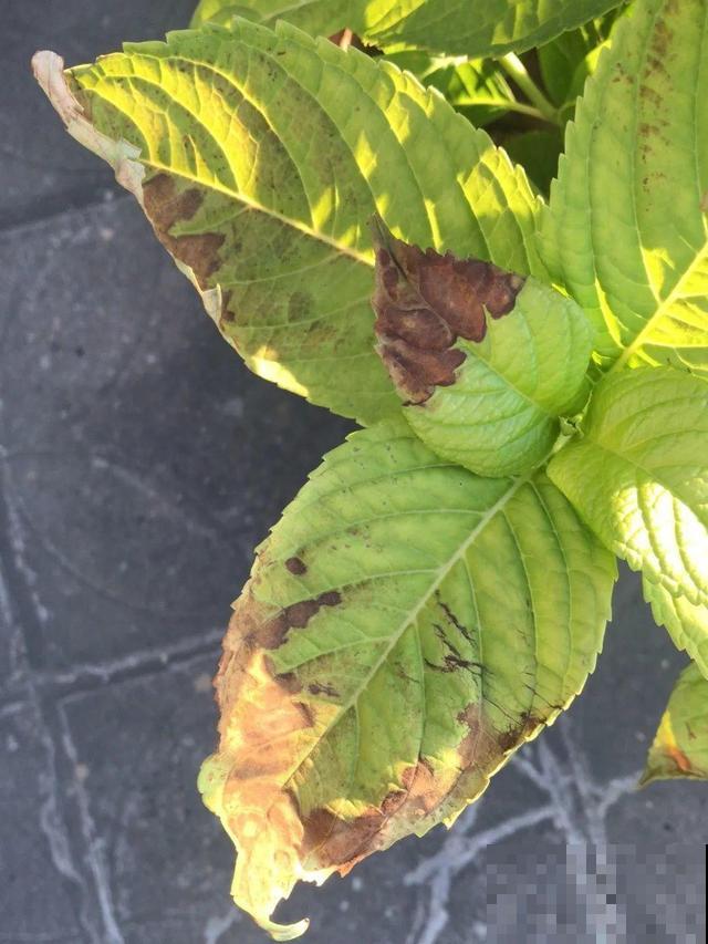 10种花一晒就死,夏天别放南阳台,小心晒成梅干菜! 10种花一晒就死,夏天别放南阳台,小心晒成梅干菜!