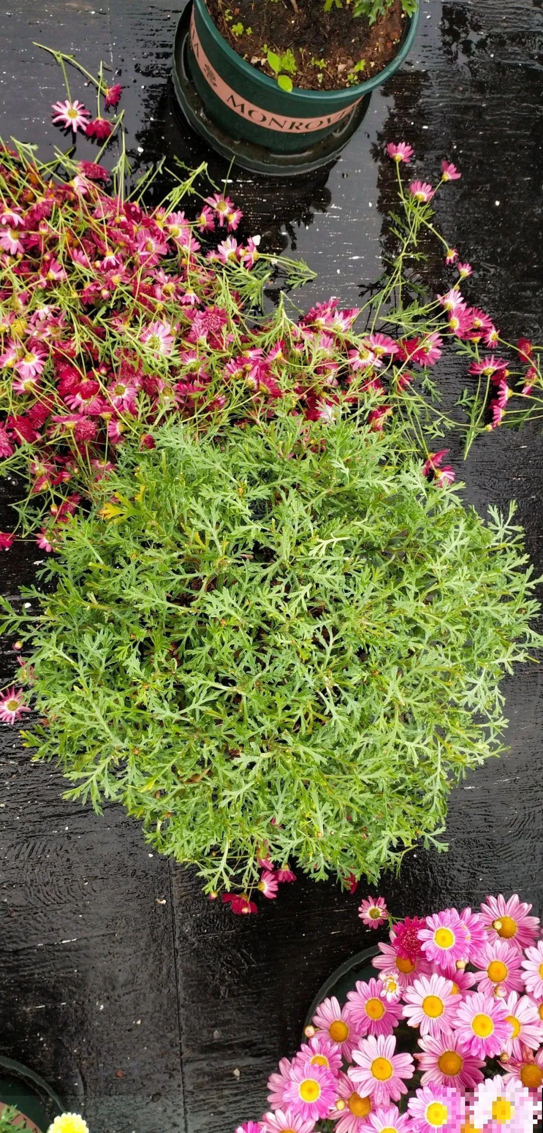 1根绳子扯一下，枝条冒出20个芽，一不小心拉断了！