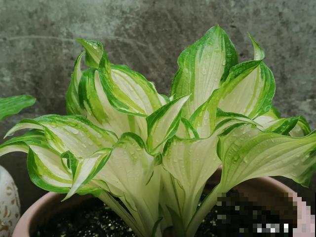 绿萝吊兰扔了,养这7种花,夏天最清凉! 绿萝吊兰扔了,养这7种花,夏天最清凉!