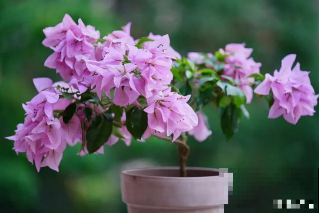 花出现黄叶打蔫，千万别扔，还能救回来！