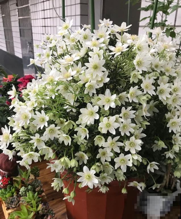 买花也要看季节，买错了，养不活还浪费钱！