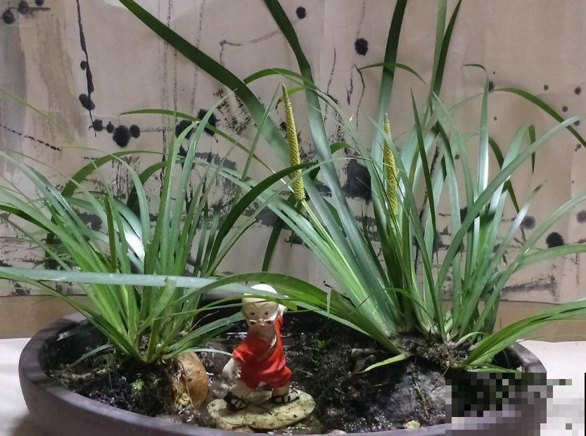 浇不死的5种花,越浇越长得旺,一缺水就蔫! 浇不死的5种花,越浇越长得旺,一缺水就蔫!