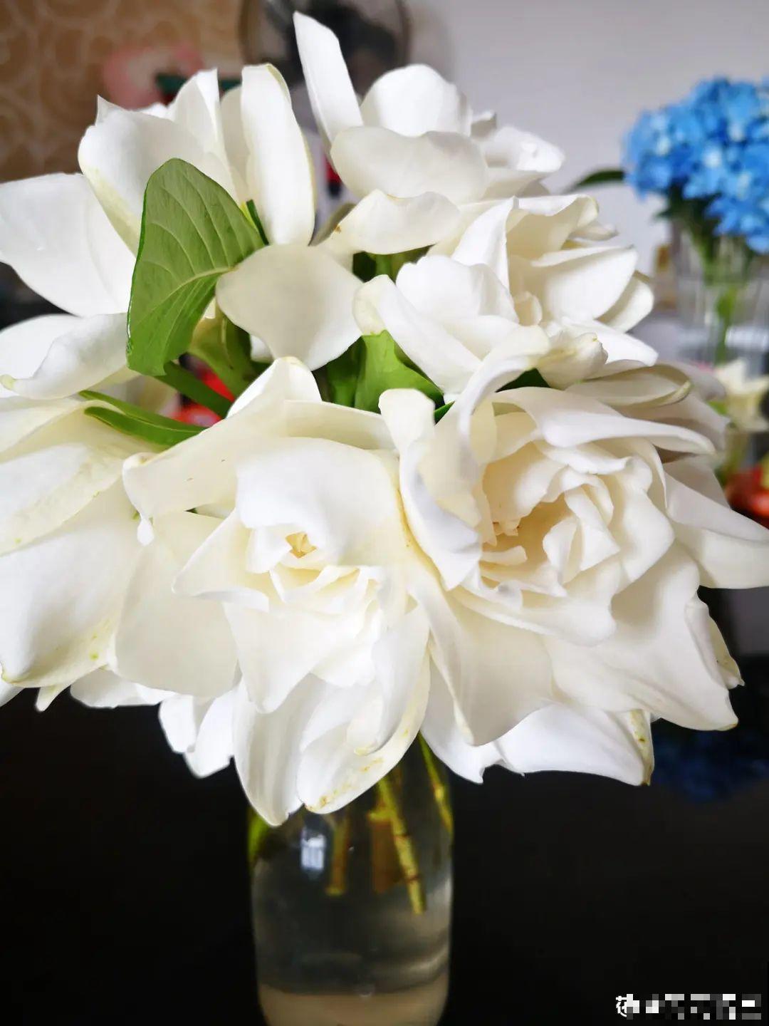 家里养这20种花,呼呼开花,花多得看不见叶 家里养这20种花,呼呼开花,花多得看不见叶