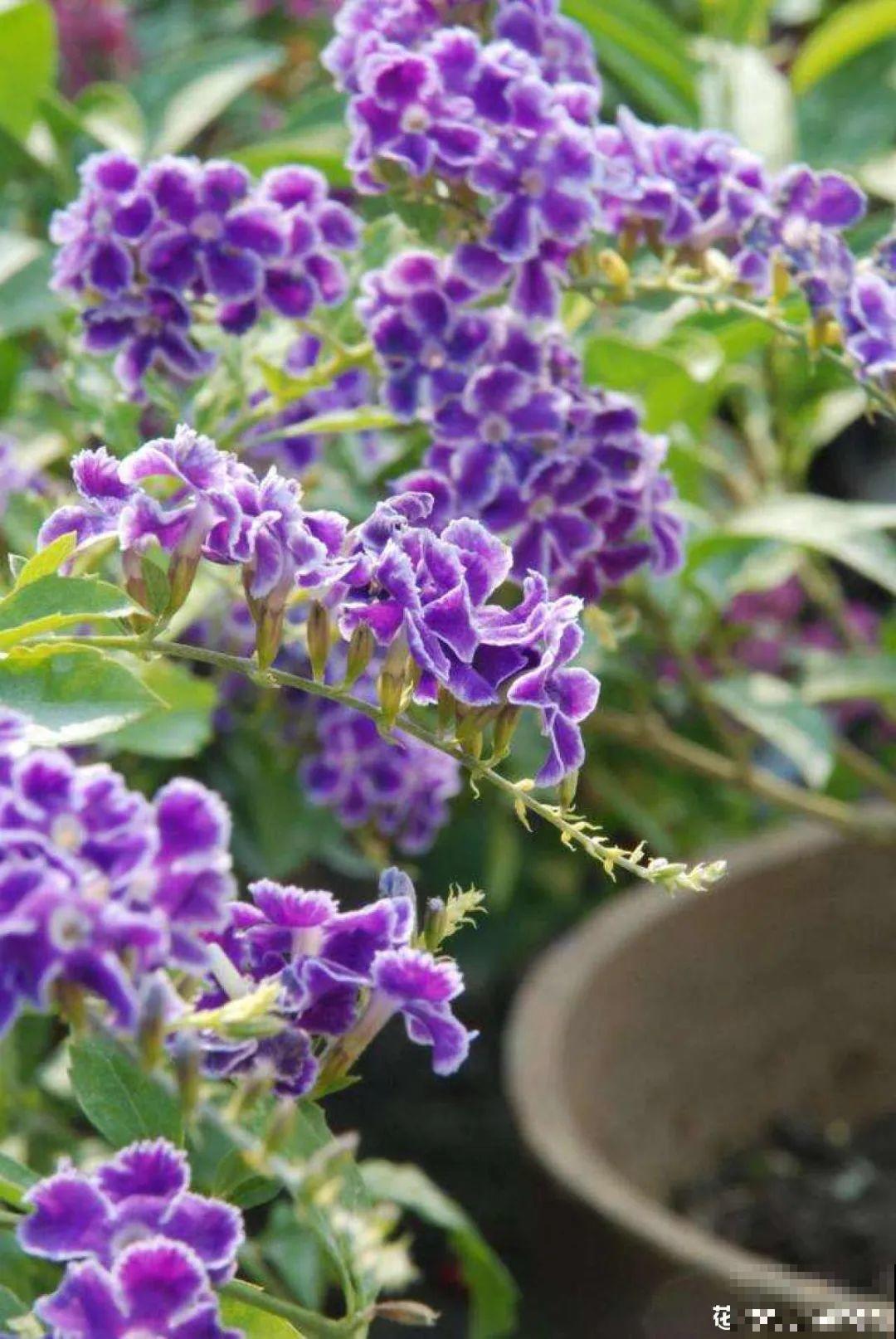 18种最好养的花大盘点，绿萝只能排倒第一！