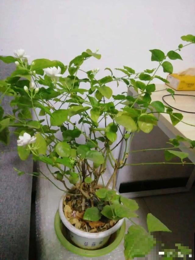 超耐晒的茉莉花,30℃高温照样开,满屋子都是香气! 超耐晒的茉莉花,30℃高温照样开,满屋子都是香气!