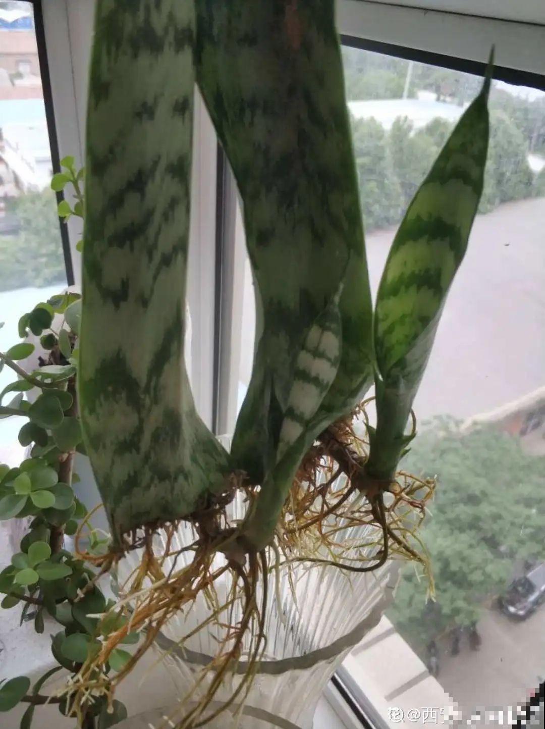 夏天水培植物,一杯水就够了,越养越爆盆 夏天水培植物,一杯水就够了,越养越爆盆