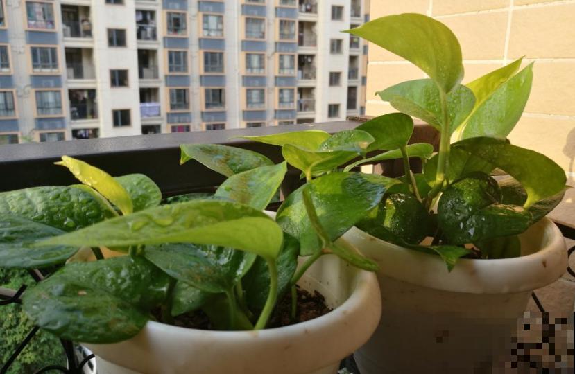 夏天浇水小技巧,不会浇水,啥花都养不活! 夏天浇水小技巧,不会浇水,啥花都养不活!