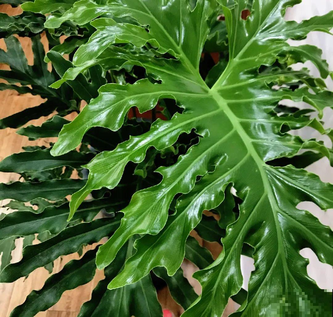 特干净的10种花,天热养一盆,家里特凉快! 特干净的10种花,天热养一盆,家里特凉快!