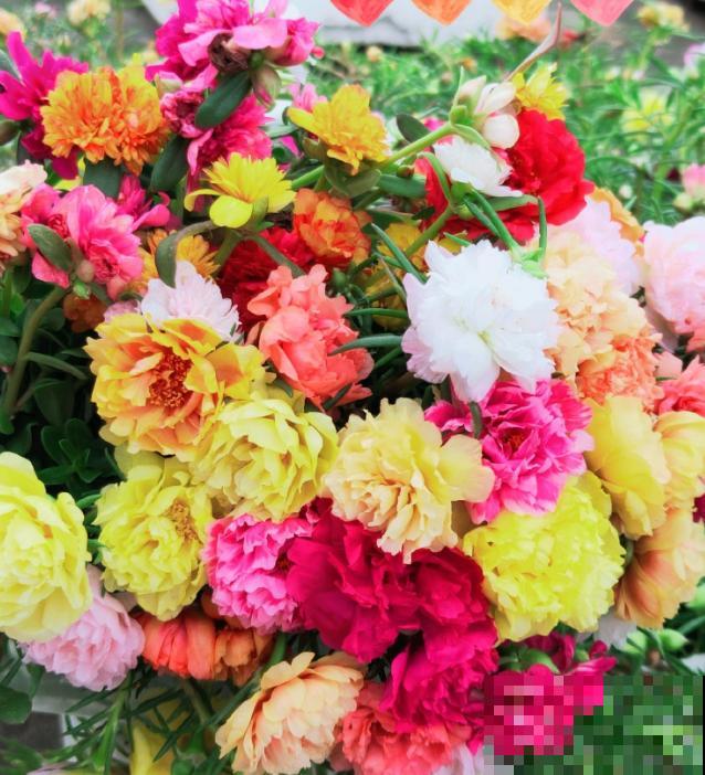 折腾不死的5种花，咋养都爆盆，连续开花3个月！